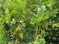 米仔兰