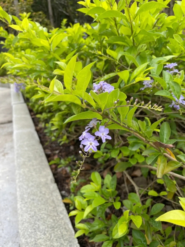 花叶假连翘