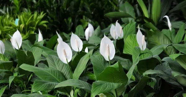 银苞芋、绿巨人、包叶芋，万年青白鹤芋、白掌