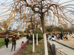金枝龙爪槐