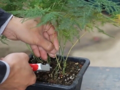 给文竹浇灌药水