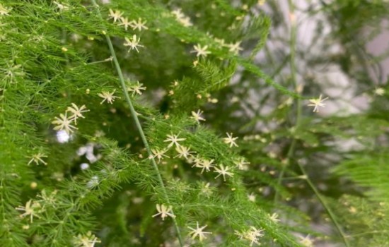 文竹开出来的小白花