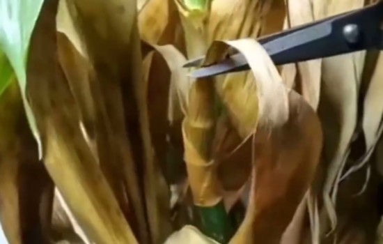 给富贵竹剪掉黄叶