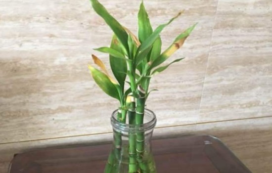 富贵竹出现干叶2