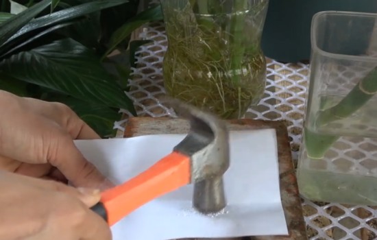 给富贵竹用阿司匹林