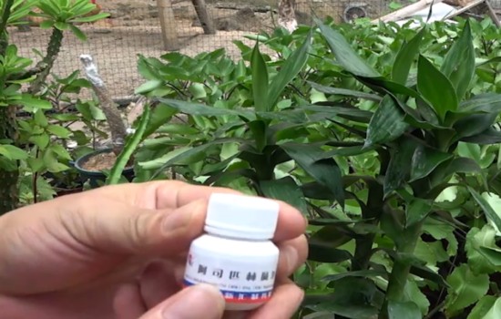 用阿司匹林来养富贵竹