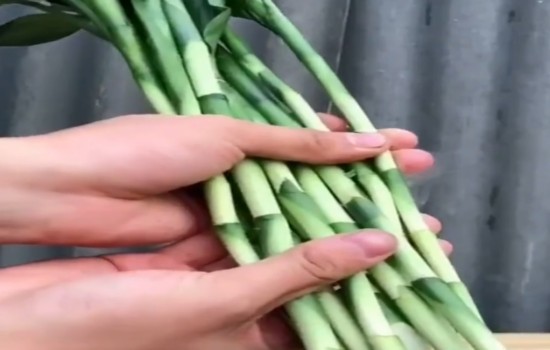 水培富贵竹2
