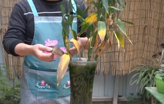 水培富贵竹不生根叶子发黄
