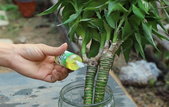给水培富贵竹使用生根液