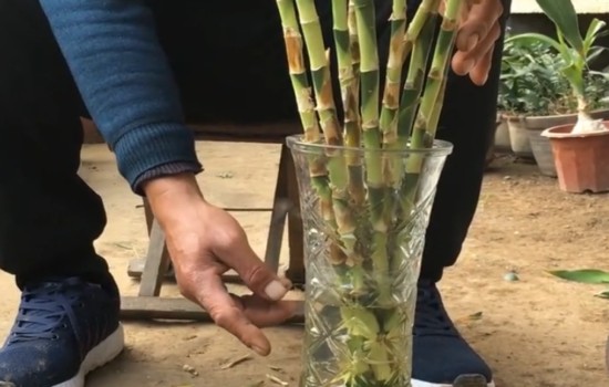 富贵竹冬天换水