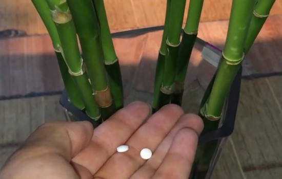 水培富贵竹黄叶烂根
