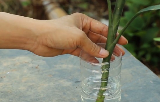水培无根富贵竹4