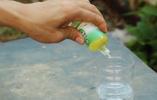 水培无根富贵竹3