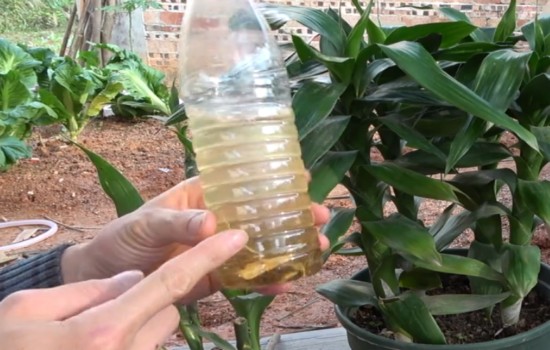 用柳枝水养富贵竹