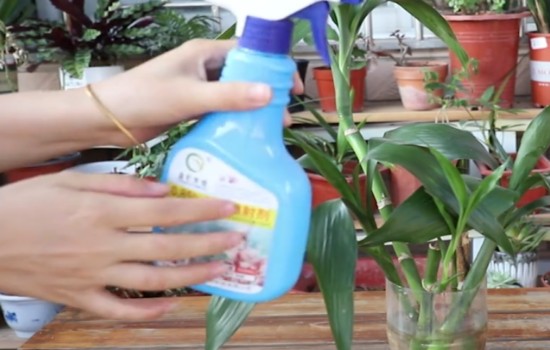 使用多菌灵给水培富贵竹杀菌消毒1