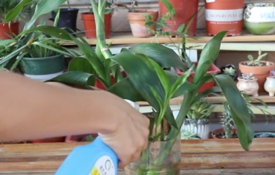 使用多菌灵给水培富贵竹杀菌消毒2