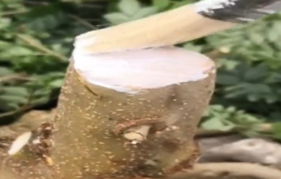 盆景桩上大截口怎处理2