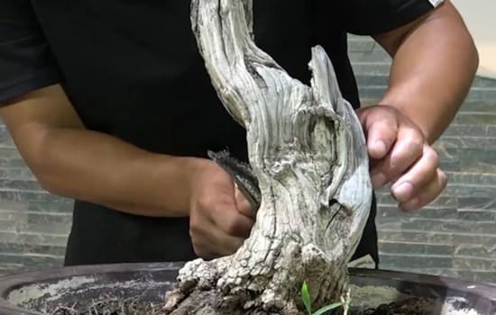 枣树老桩舍利这样养护2