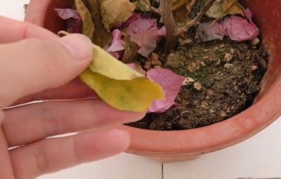 刚买的三角梅花黄叶掉花是怎么回事