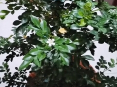 九里香不开花是什么原因