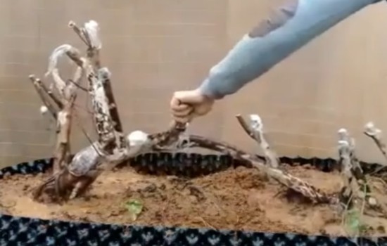 雀梅下山桩截口不封可以种活吗