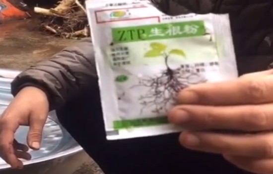雀梅下山桩需要泡生根粉吗