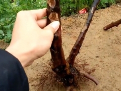 雀梅桩泡多久生根水