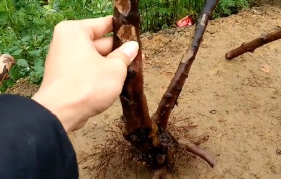 雀梅桩泡多久生根水