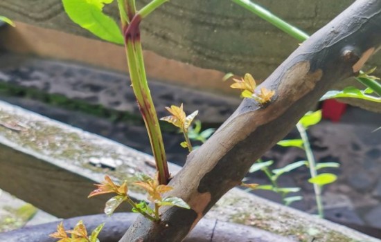 雀梅下山桩发芽以后如何处理