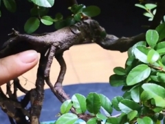 雀梅盆景的养护与管理