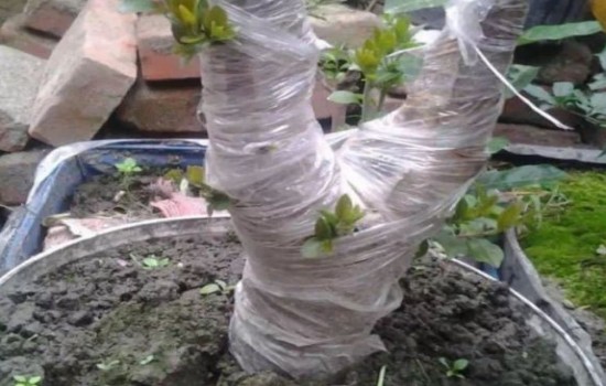 雀梅下山桩冬季能发芽吗