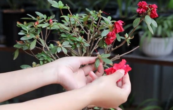 杜鹃开完花修剪之后怎样养护1