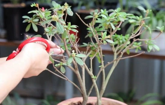 杜鹃开完花修剪之后怎样养护2