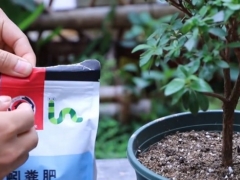 杜鹃花不换盆可以吗