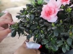 杜鹃花期怎么打理