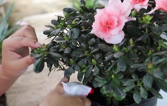 杜鹃花期怎么打理1
