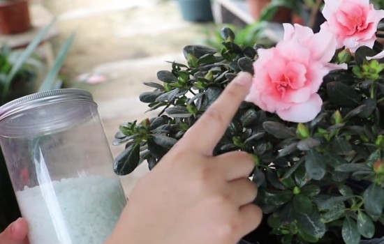 杜鹃花期怎么打理2