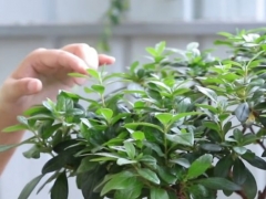 杜鹃花小叶病怎么治疗