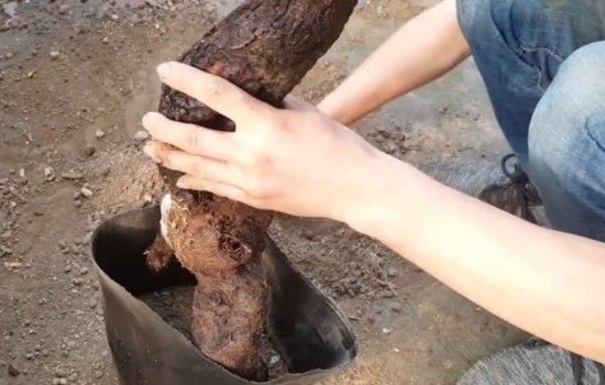 胡颓子下山桩没有根能养活吗