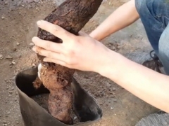 胡颓子下山桩没有根能养活吗