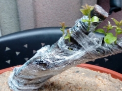 生桩发芽后多久算成活