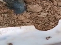 夏季老鸦柿生桩怎么种才容易成活