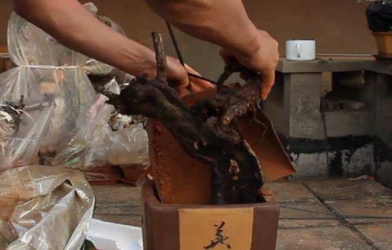 野生蔷薇下山桩怎么栽才能成活