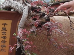 清香木盆景叶子发红是怎么回事