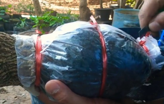 矮霸清香木老桩移栽2