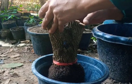 矮霸清香木老桩移栽1