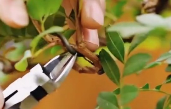 清香木盆景蟠扎造型后多久拆除铝线