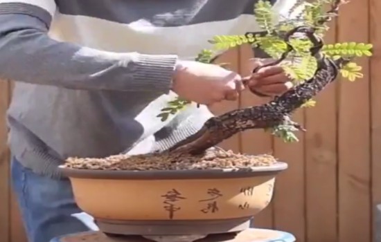 清香木盆景养护注意事项
