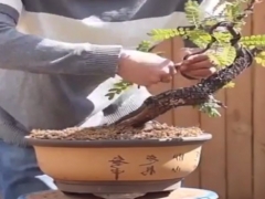 清香木盆景养护注意事项