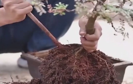 清香木盆景怎么换盆